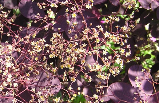 Röd perukbuske, blomma